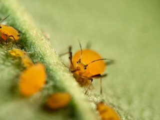 Pulgón amarillo. Oleander aphid or milkweed aphid. Aphis nerii.