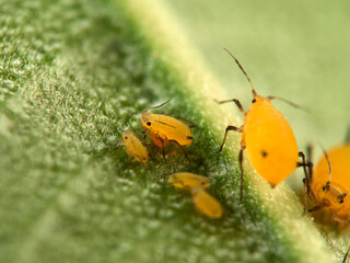 Pulgón amarillo. Oleander aphid or milkweed aphid. Aphis nerii.