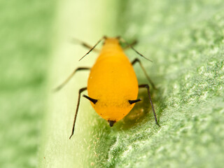 Pulgón amarillo. Oleander aphid or milkweed aphid. Aphis nerii.