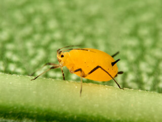 Pulgón amarillo. Oleander aphid or milkweed aphid. Aphis nerii.