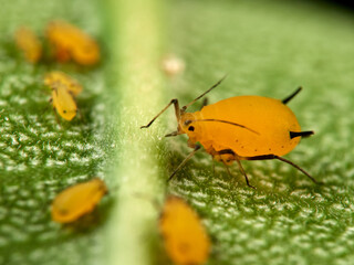 Pulgón amarillo. Oleander aphid or milkweed aphid. Aphis nerii.