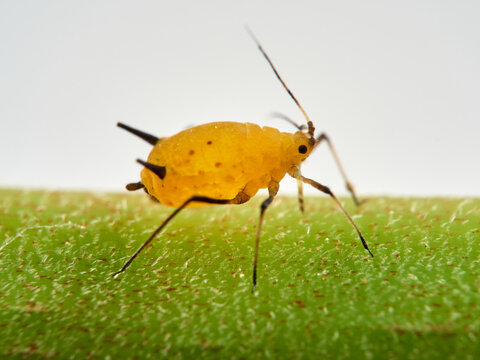Pulg&oacute;n amarillo. Oleander aphid or milkweed aphid. Aphis nerii.