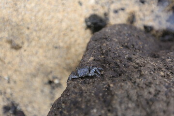 바다를 향해 힘겹게 나아가는 작은 게