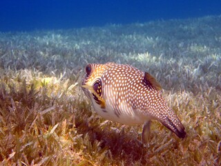 Puffer fish of the red sea