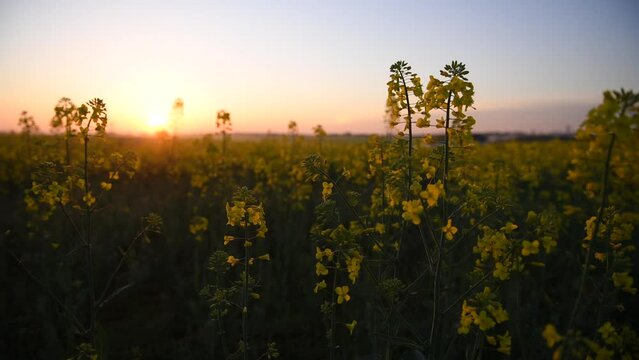 4k video. Blooming yellow rapeseed field wide view photographed during a beautiful spring sunrise. Agriculture and biotechnology industry. Rapeseed is used to produce colza oil.