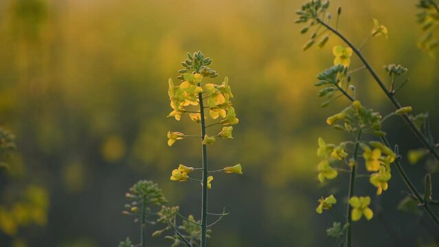 4k video. Blooming yellow rapeseed field the flower during a beautiful spring sunrise. Agriculture and biotechnology industry. Rapeseed is used to produce colza oil.