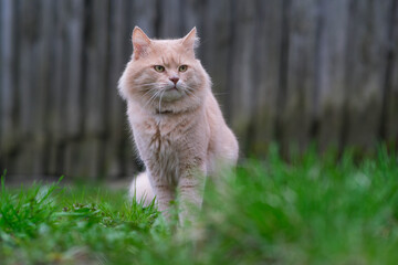 Naklejka na ściany i meble A red cat is wandering in the yard.