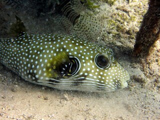Puffer fish of the red sea