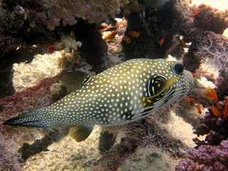 Puffer fish of the red sea