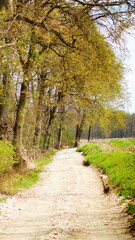 path in the woods