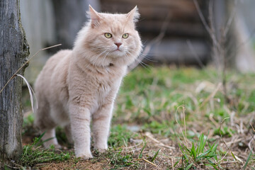 Naklejka na ściany i meble A fluffy cat of an unusual color roams in the yard.