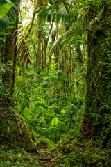 Tropical cloud forest, La Amistad International Park, Chiriqui, Panama, Central America.