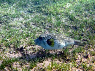Puffer fish of the red sea
