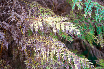 Close up of brown old brackerns in the winter
