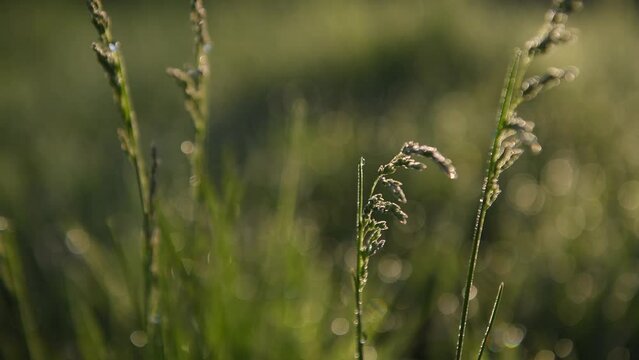 4k video. The morning dew drops of water close up photography on fresh grown spring grass field. Landscapes of springs during sunrise.