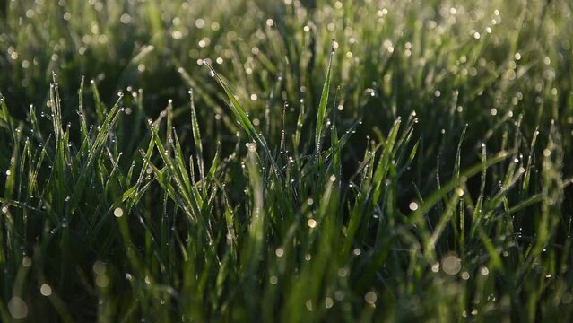 4k video. The morning dew drops of water close up photography on fresh grown spring grass field. Landscapes of springs during sunrise.