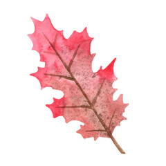 red oak leaf watercolor for decoration on Autumn seasonal and Thanksgiving festival.