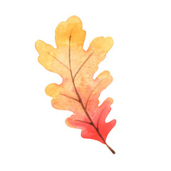 red and orange oak leaf watercolor for decoration on Autumn seasonal and Thanksgiving festival.