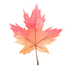 red and orange maple leaf watercolor for decoration on Autumn seasonal and Thanksgiving festival.