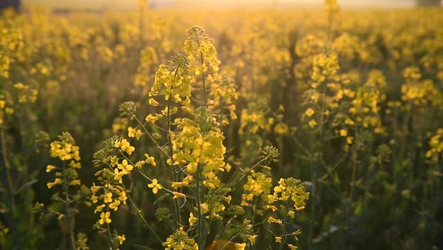 4k video. Blooming yellow rapeseed field the flower during a beautiful spring sunrise. Agriculture and biotechnology industry. Rapeseed is used to produce colza oil.