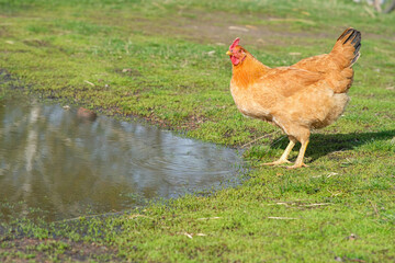 Red chicken drinks water from a puddle. 