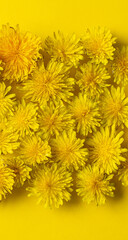 Dandelion. Flat lay . A lot of dandelions on yellow background. wallpaper for smartphone