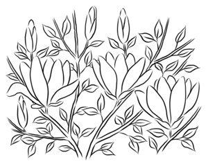 Hand-drawn magnolia branches with flowers	and buds