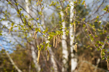 Close up of catkins growing in the spring