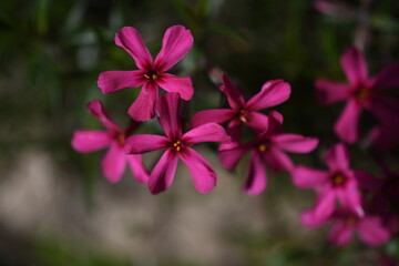 Różowe kwiatki © Kasia R.