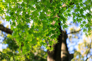 朝日を浴びる緑の葉っぱと幹