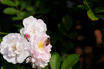 Roses bloom in East Lake Scenic Area in Wuhan, Hubei