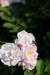 Obraz premium Roses bloom in East Lake Scenic Area in Wuhan, Hubei