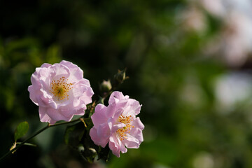 Roses bloom in East Lake Scenic Area in Wuhan, Hubei