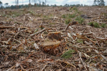 Close up of a small tree stump 