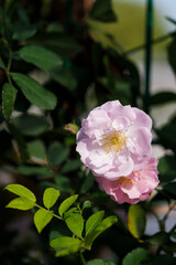 Fototapeta premium Roses bloom in East Lake Scenic Area in Wuhan, Hubei