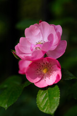 Roses bloom in East Lake Scenic Area in Wuhan, Hubei