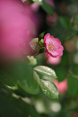 Roses bloom in East Lake Scenic Area in Wuhan, Hubei