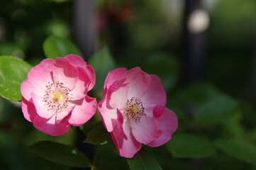 Roses bloom in East Lake Scenic Area in Wuhan, Hubei