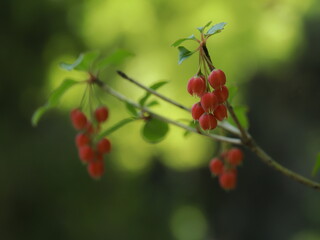 真っ赤なベニドウダン