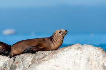Fototapeta premium A group of sea lions resting on a rock near Monterey bay, California, on a sunny winter afternoon.