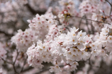 満開の桜