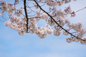 満開の桜