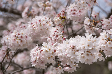 満開の桜