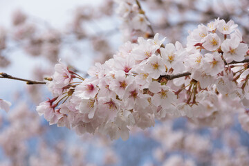満開の桜