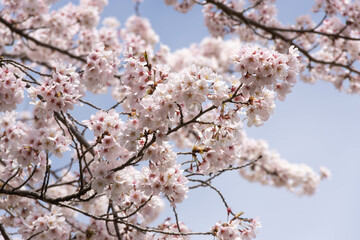 満開の桜