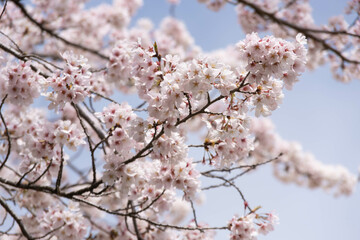 満開の桜