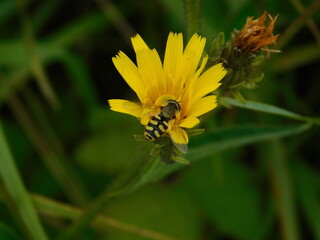 abeja con flor amarilla