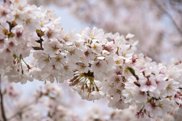 満開の桜