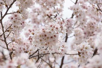 満開の桜