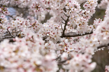 満開の桜